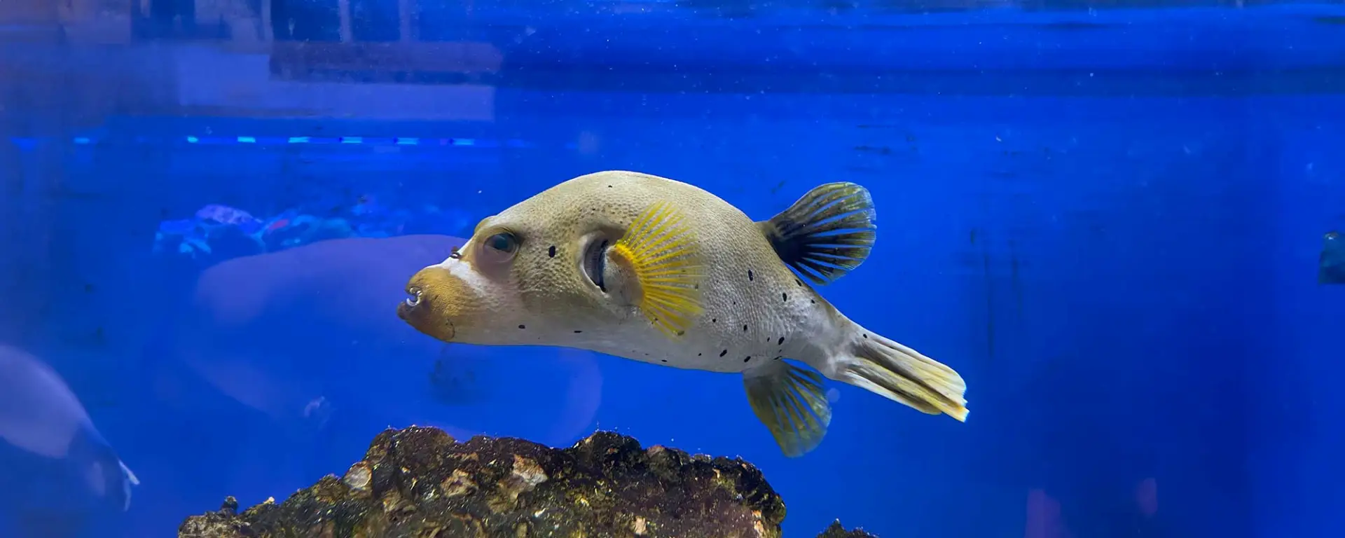 Blackspotted Puffer (Arothron nigropunctatus)