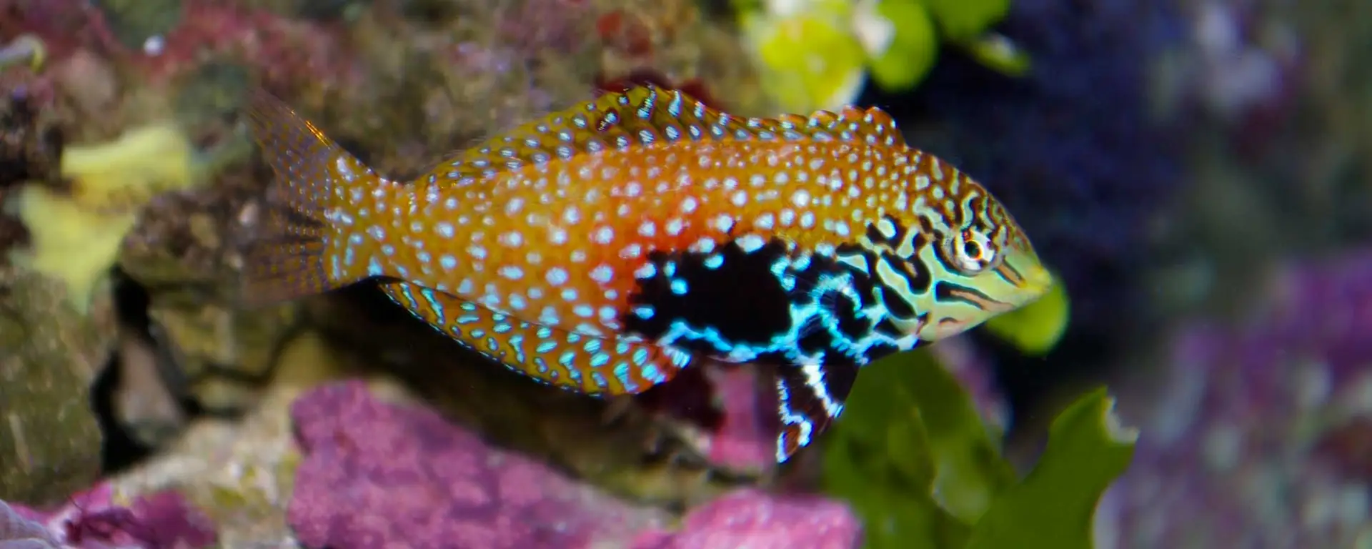 Blue Star Leopard Wrasse (Macropharyngodon bipartitus)
