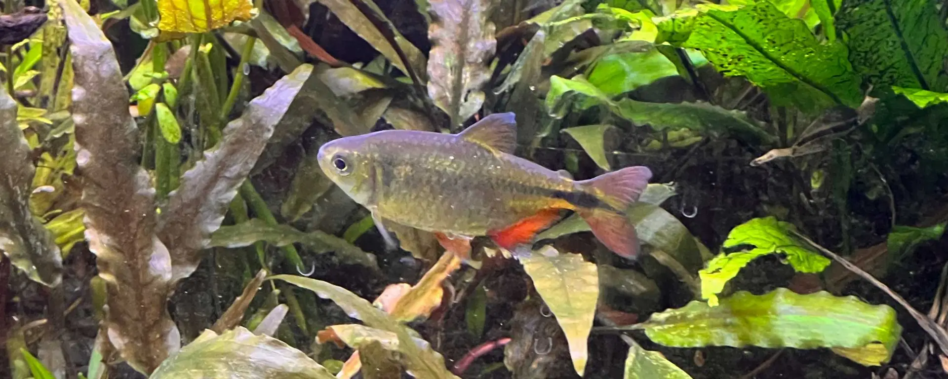Buenos Aires Tetras (Hemigrammus caudovittatus)