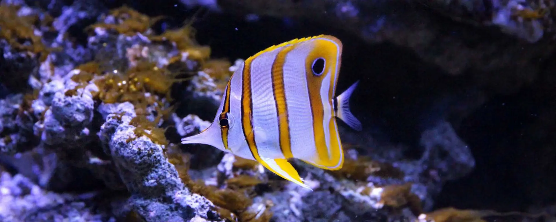 Copperband Butterflyfish (Chelmon rostratus)