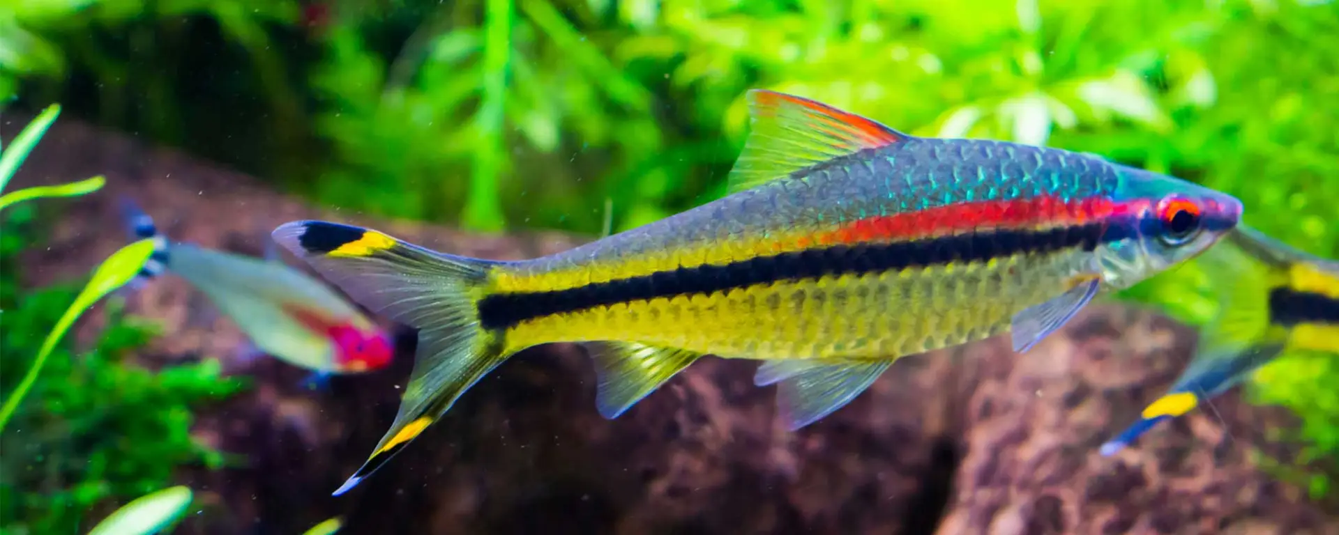 Denison Barb (Sahyadria denisonii)