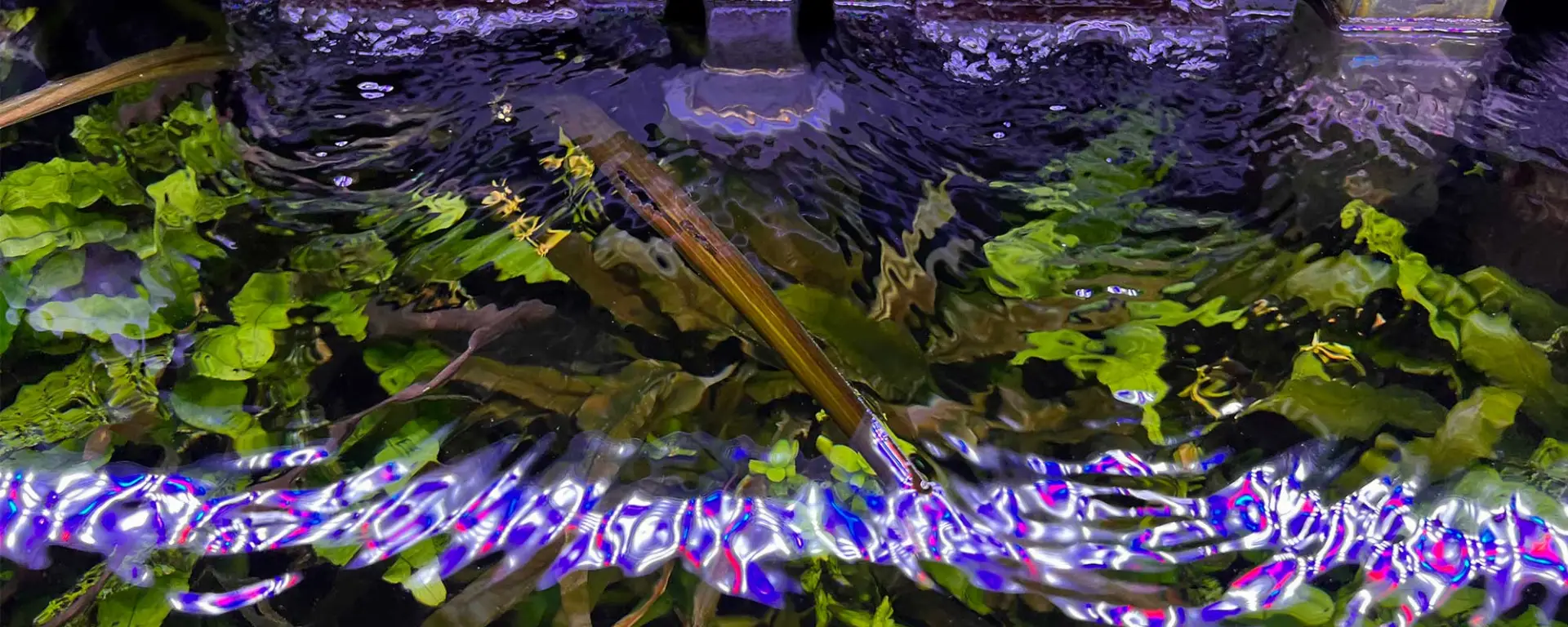 The Ripple Effect: The Importance of Water Surface Movement in Your Aquarium
