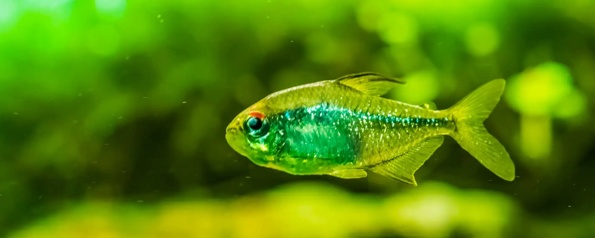 Diamond Tetra (Moenkhausia pittieri)