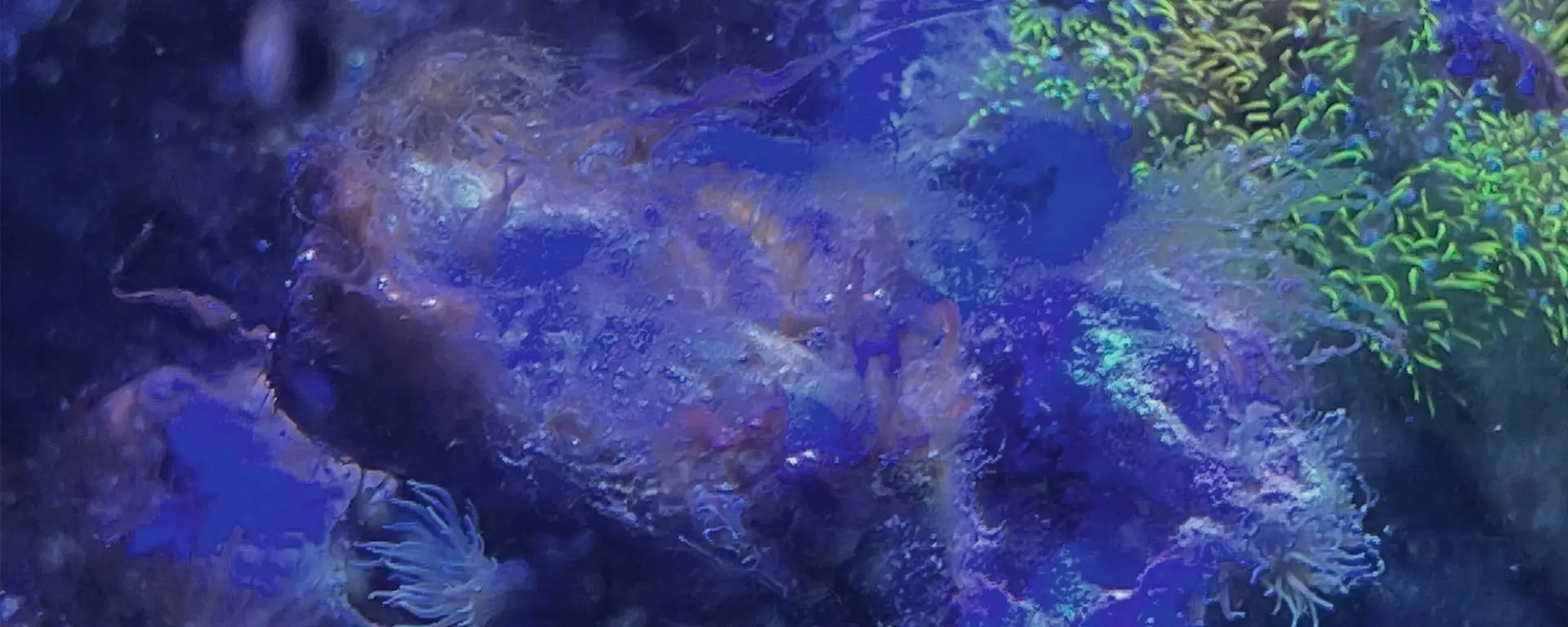 Battling the Crimson Intruder: A Guide to Red Slime Algae (Cyanobacteria) in Aquariums