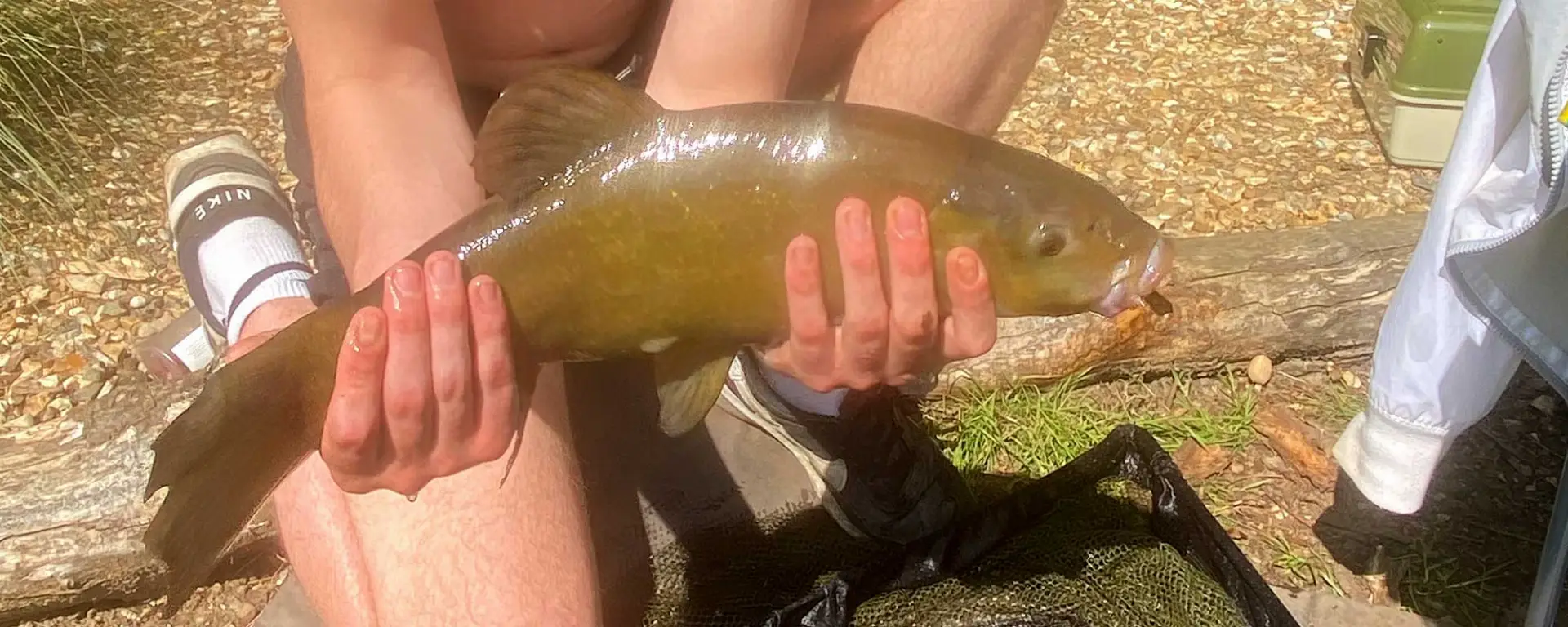 Green Tench (Tinca tinca)