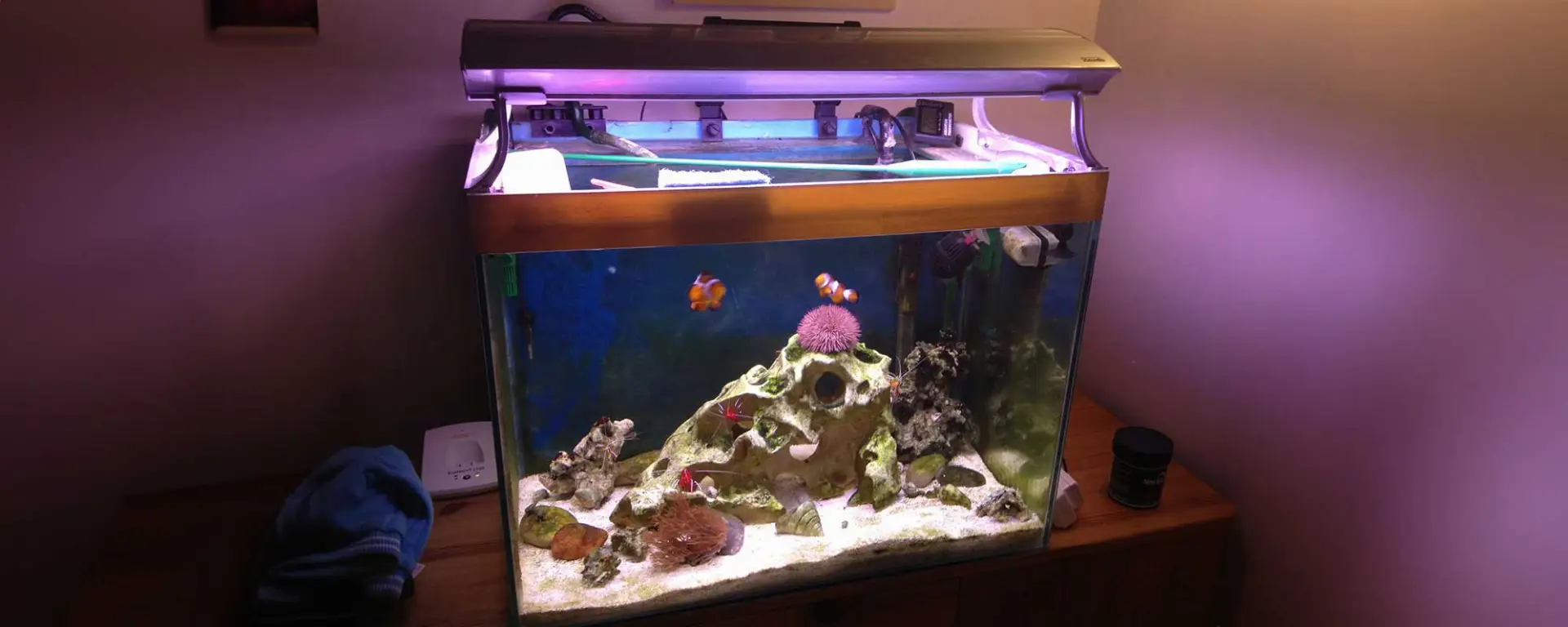 Choosing the Right Aquarium Size