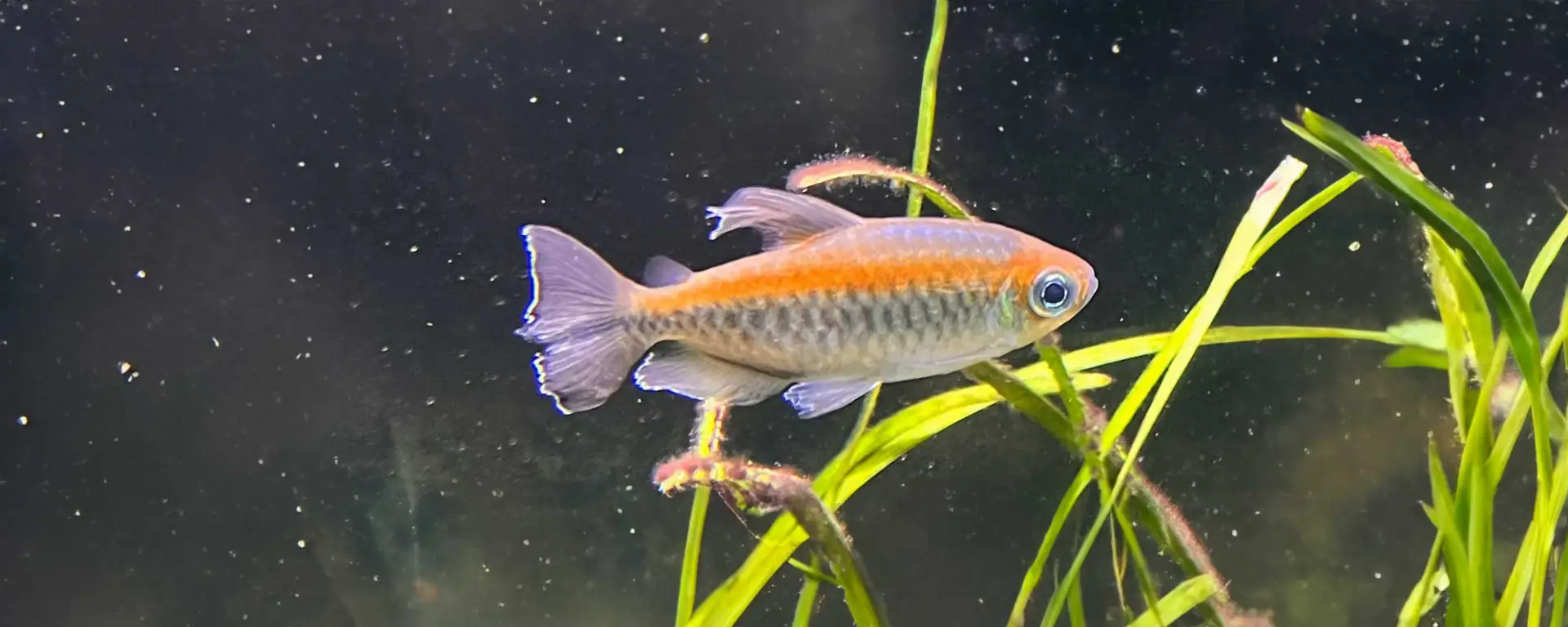 Congo Tetra (Phenacogrammus interruptus)