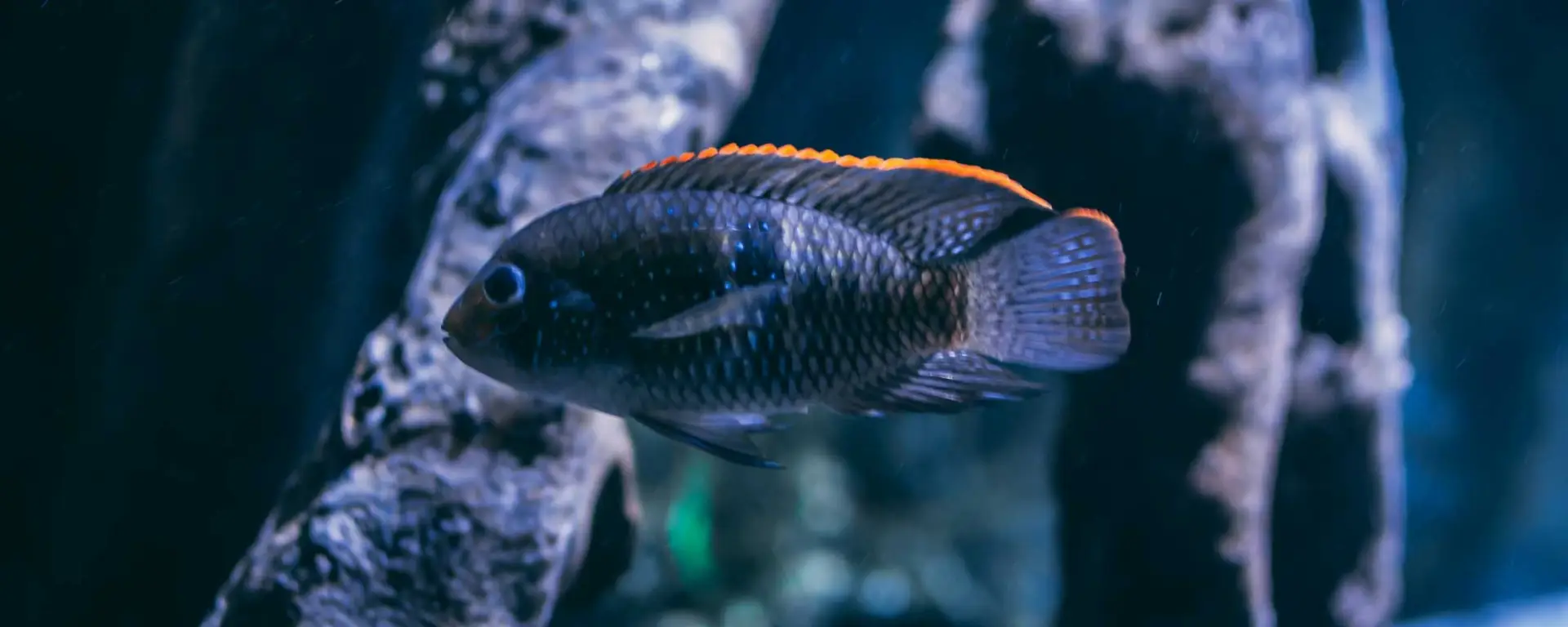 Haplochromis-rubripinnis
