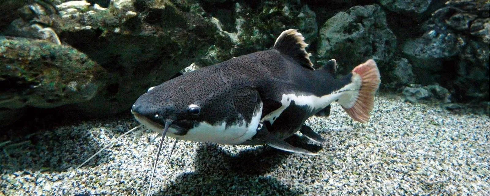Redtail Catfish (Phractocephalus hemioliopterus)