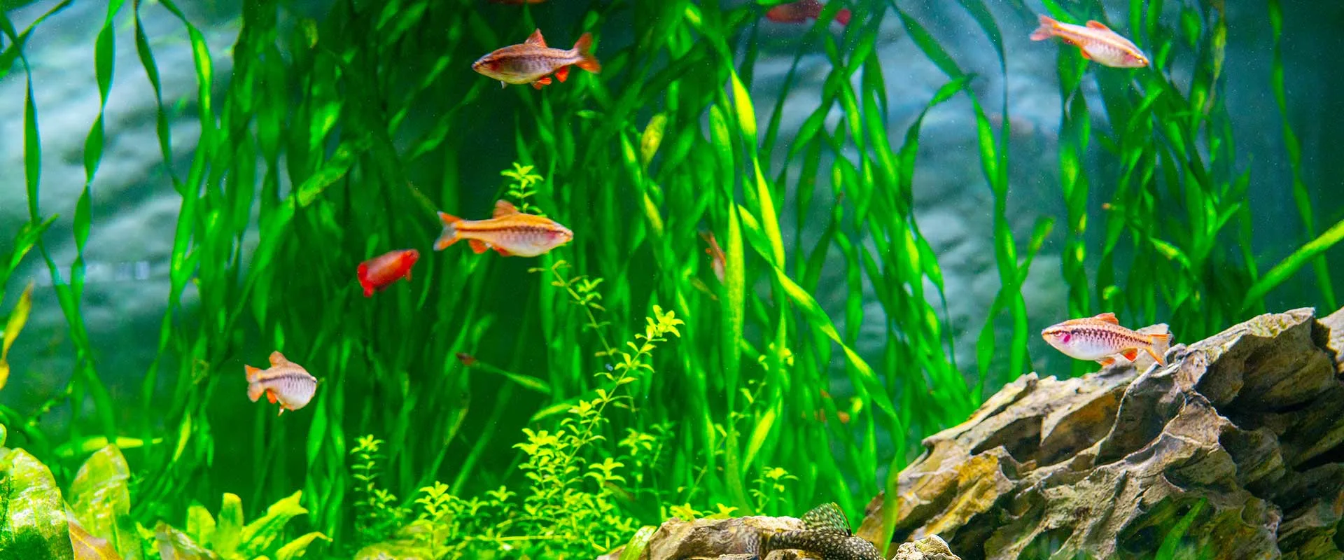 Cherry Barb (Puntius titteya)