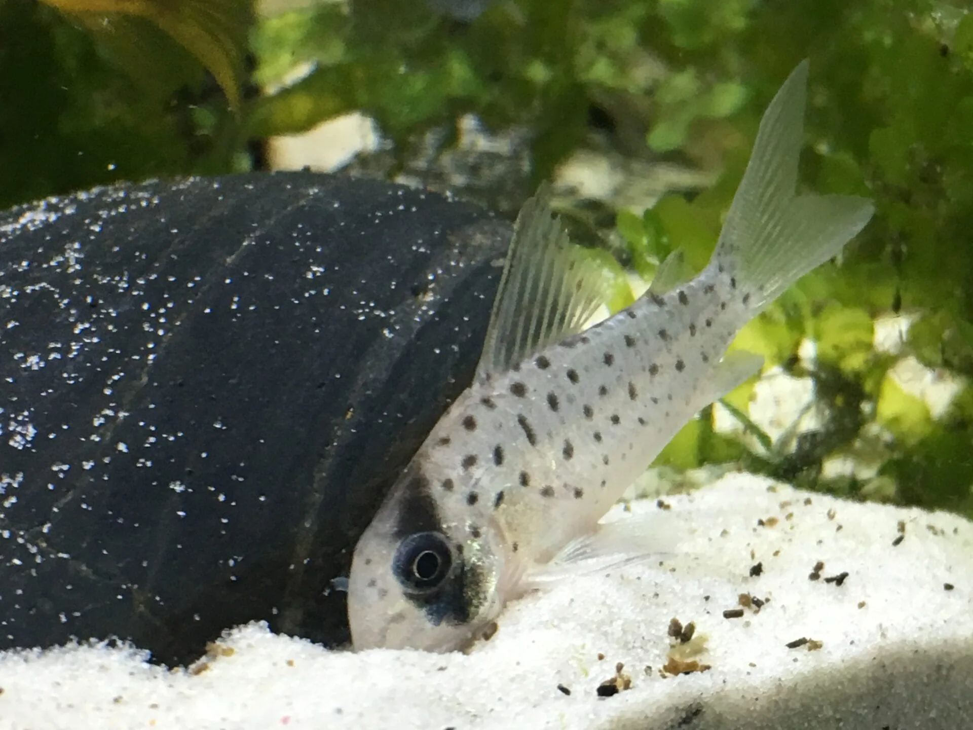 Corydoras Atropersonatus (Corydoras atropersonatus)