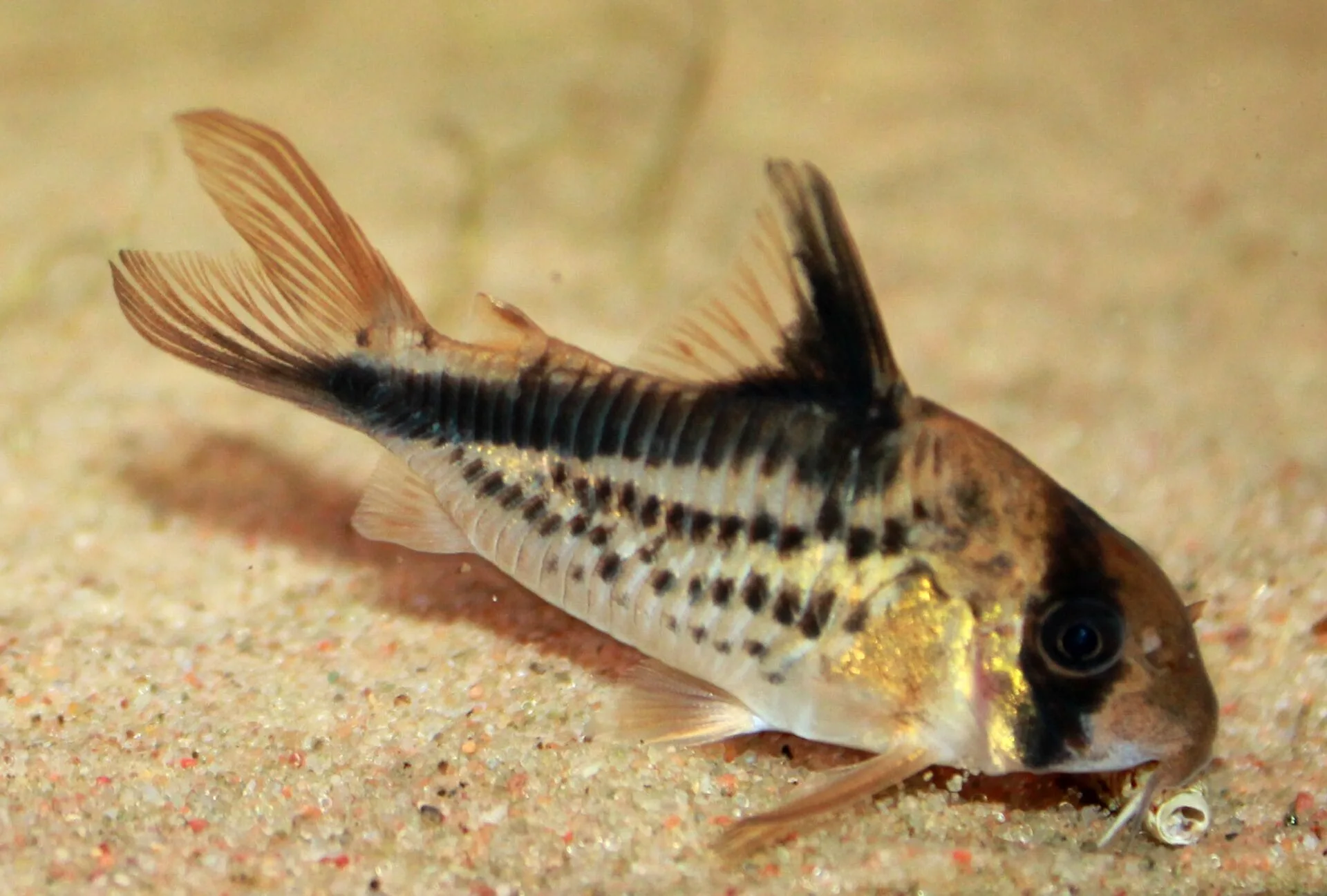 Corydoras loxozonus (Corydoras loxozonus)