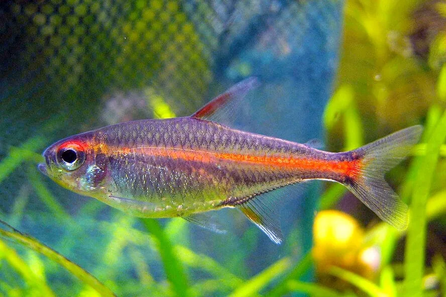 Best Community Fish That Live Peacefully Together