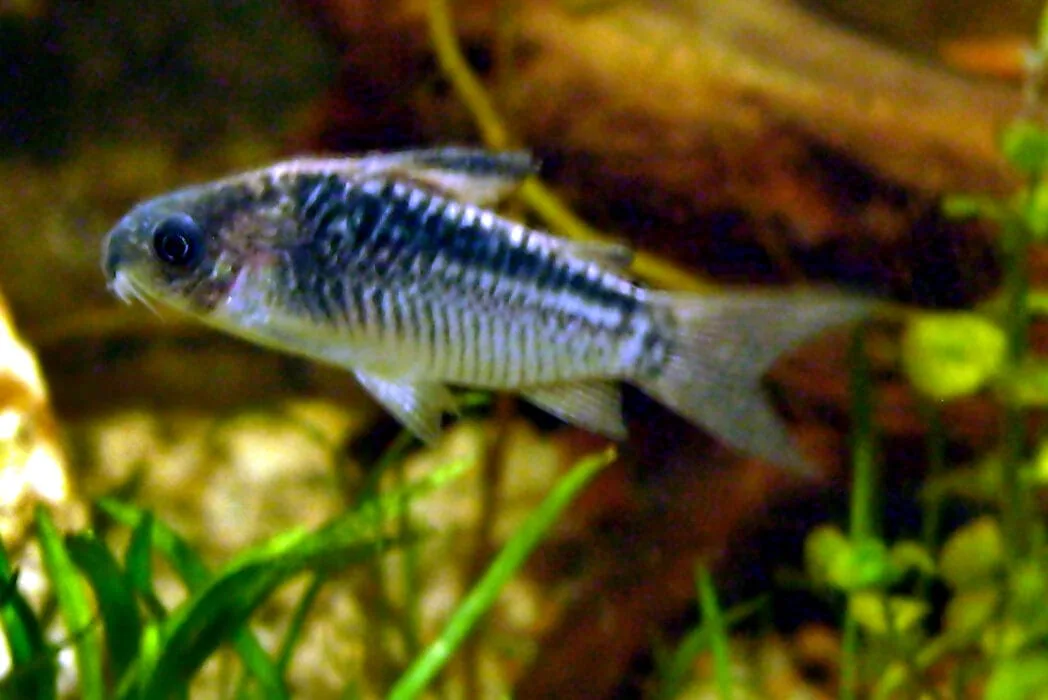 Corydoras