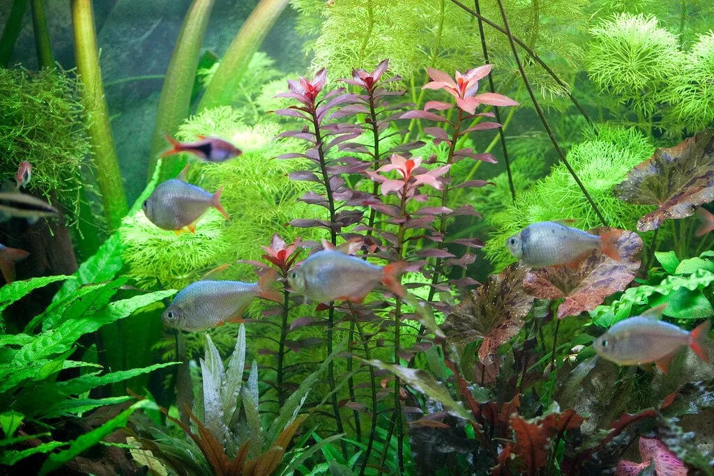 planted aquarium