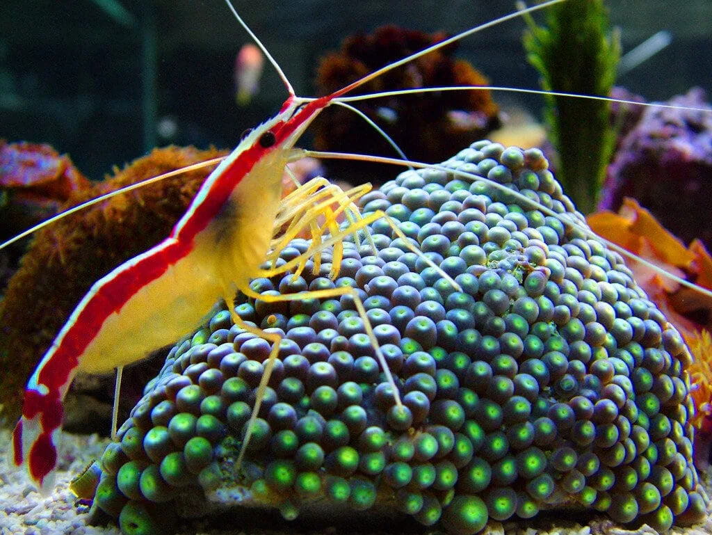 Cleaner Shrimp (Lysmata amboinensis)