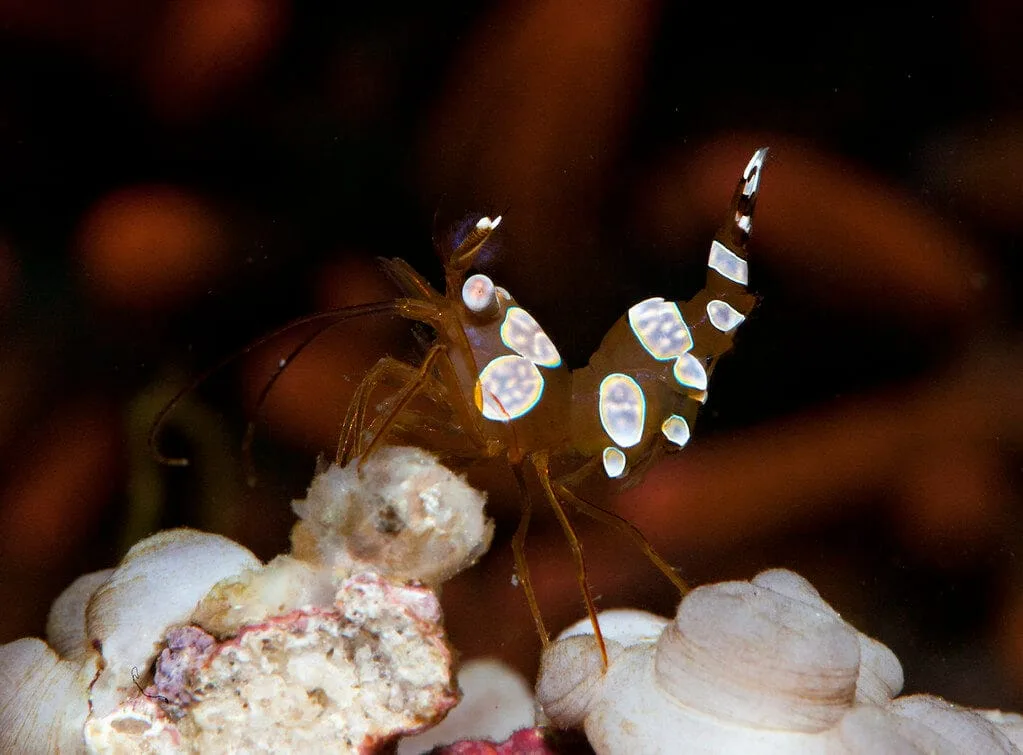 Sexy Shrimp (Thor amboinensis)