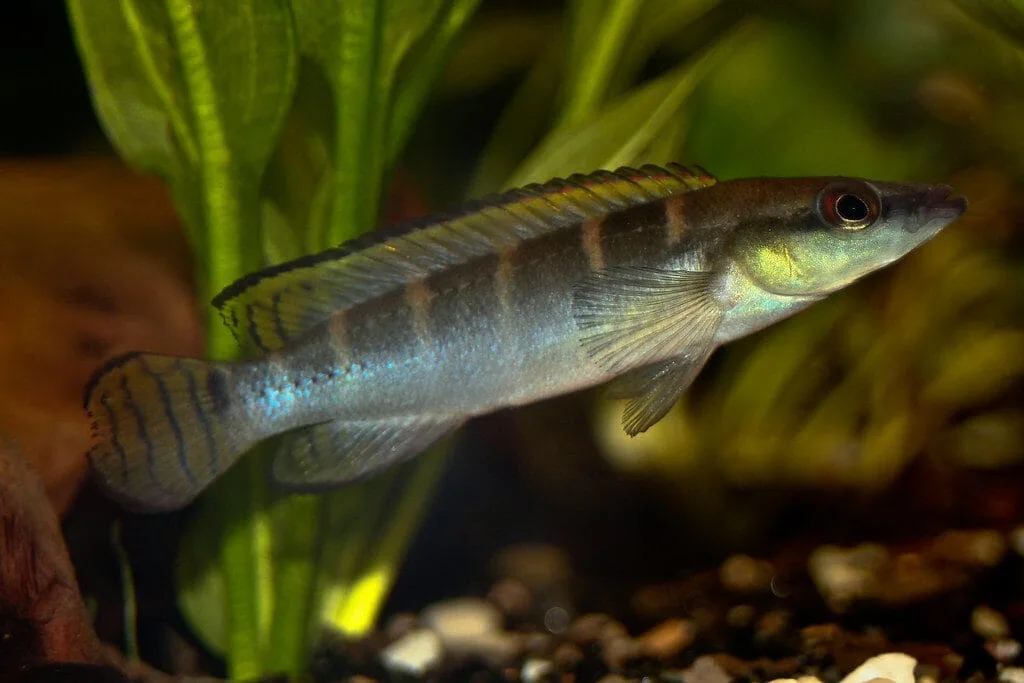 Dwarf Pike Cichlid (Crenicichla compressiceps)