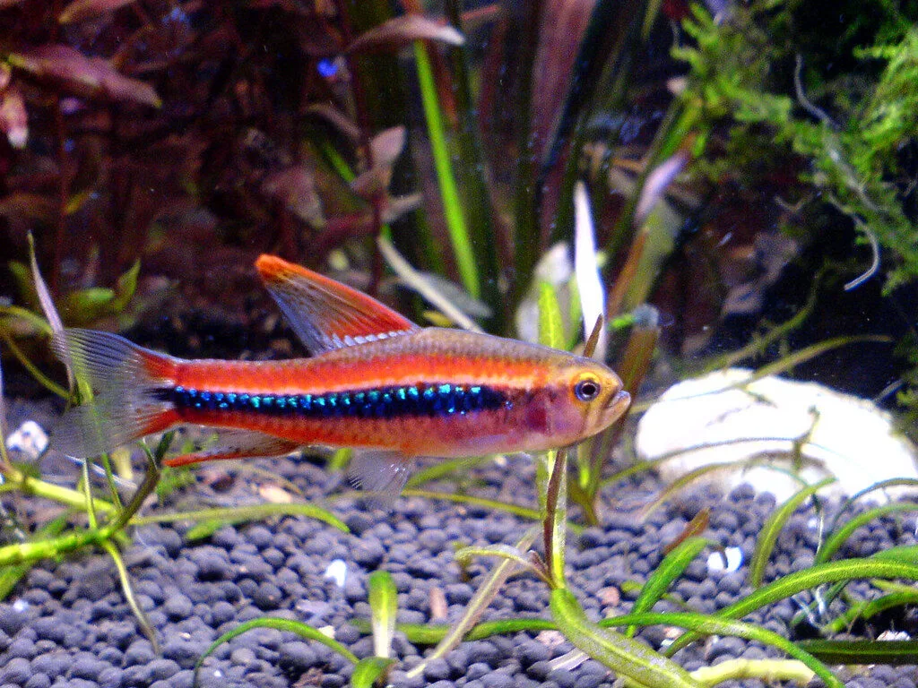 Black Morpho Tetra