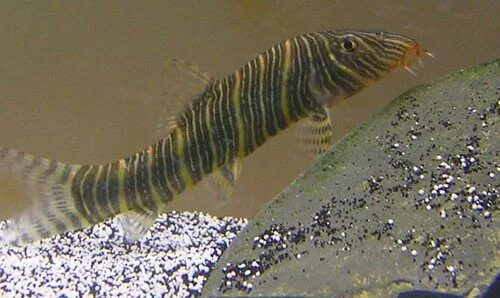 Striata Loach