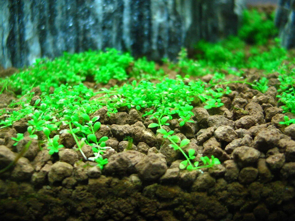 Hemianthus callitrichoides