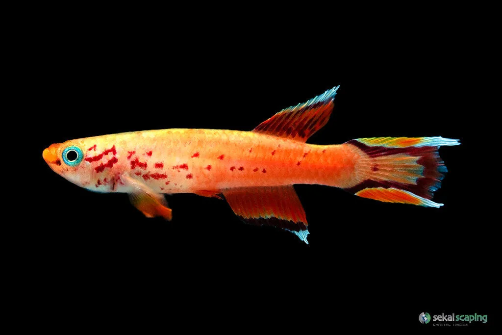 Killifish