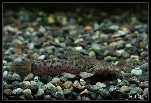 Callichthys