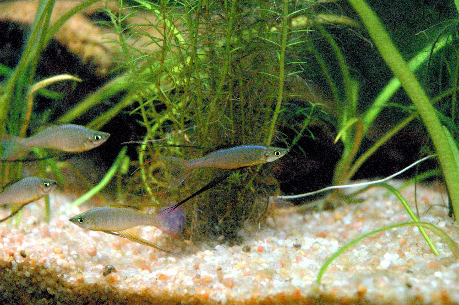 Threadfin Rainbowfish (Iriatherina werneri)