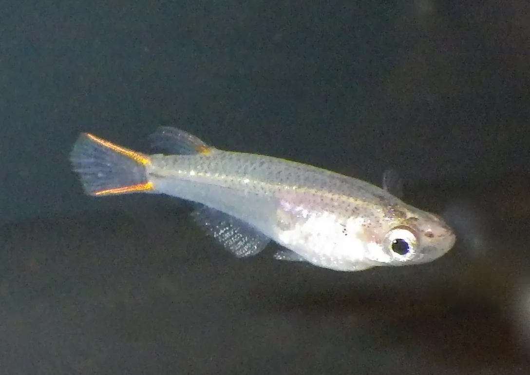 Oryzias mekongensis male