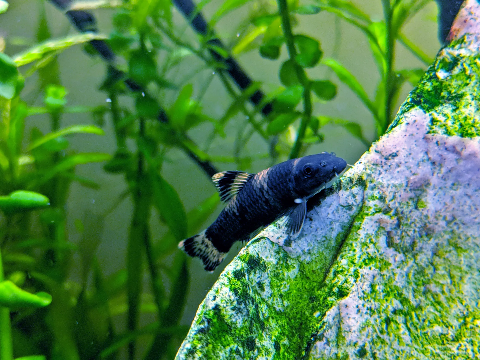 Panda Garra (Garra flavatra)