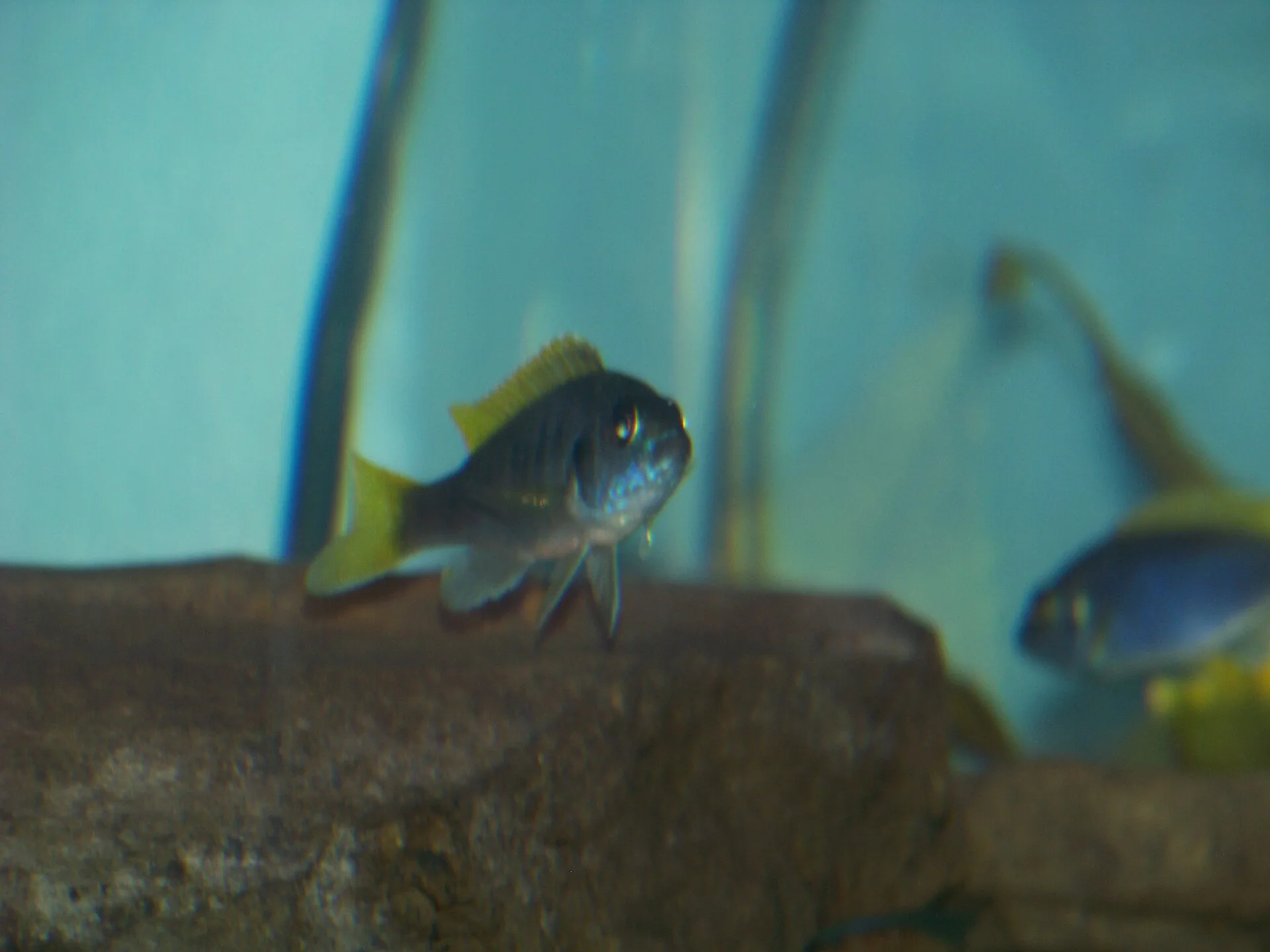 Acei Cichlid (Pseudotropheus acei)