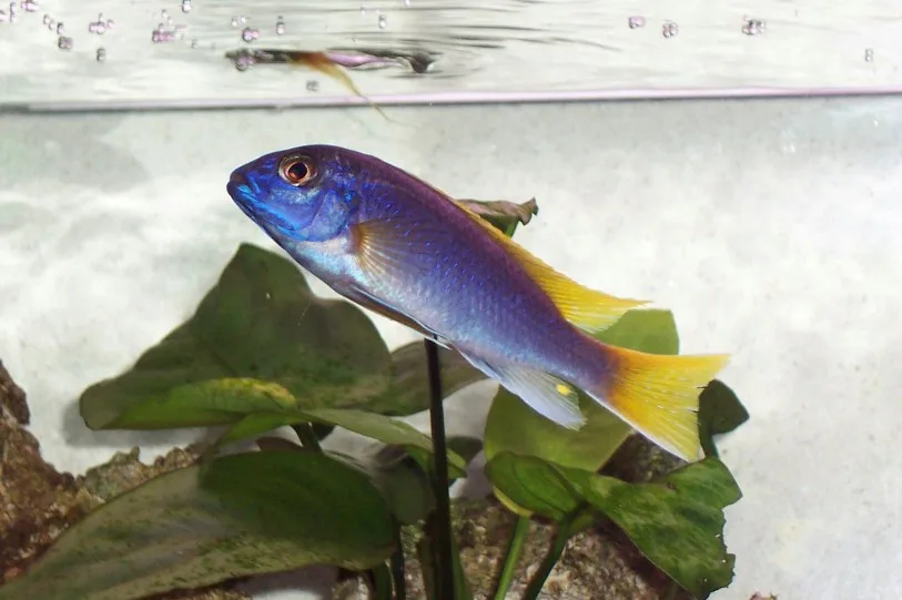 Acei Cichlid in a freshwater aquarium