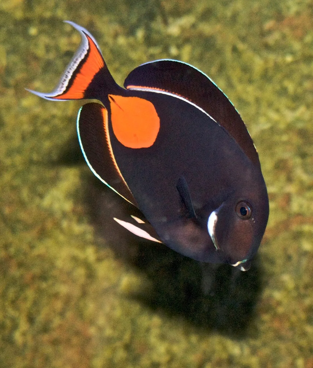 Achilles Tang (Acanthurus achilles)