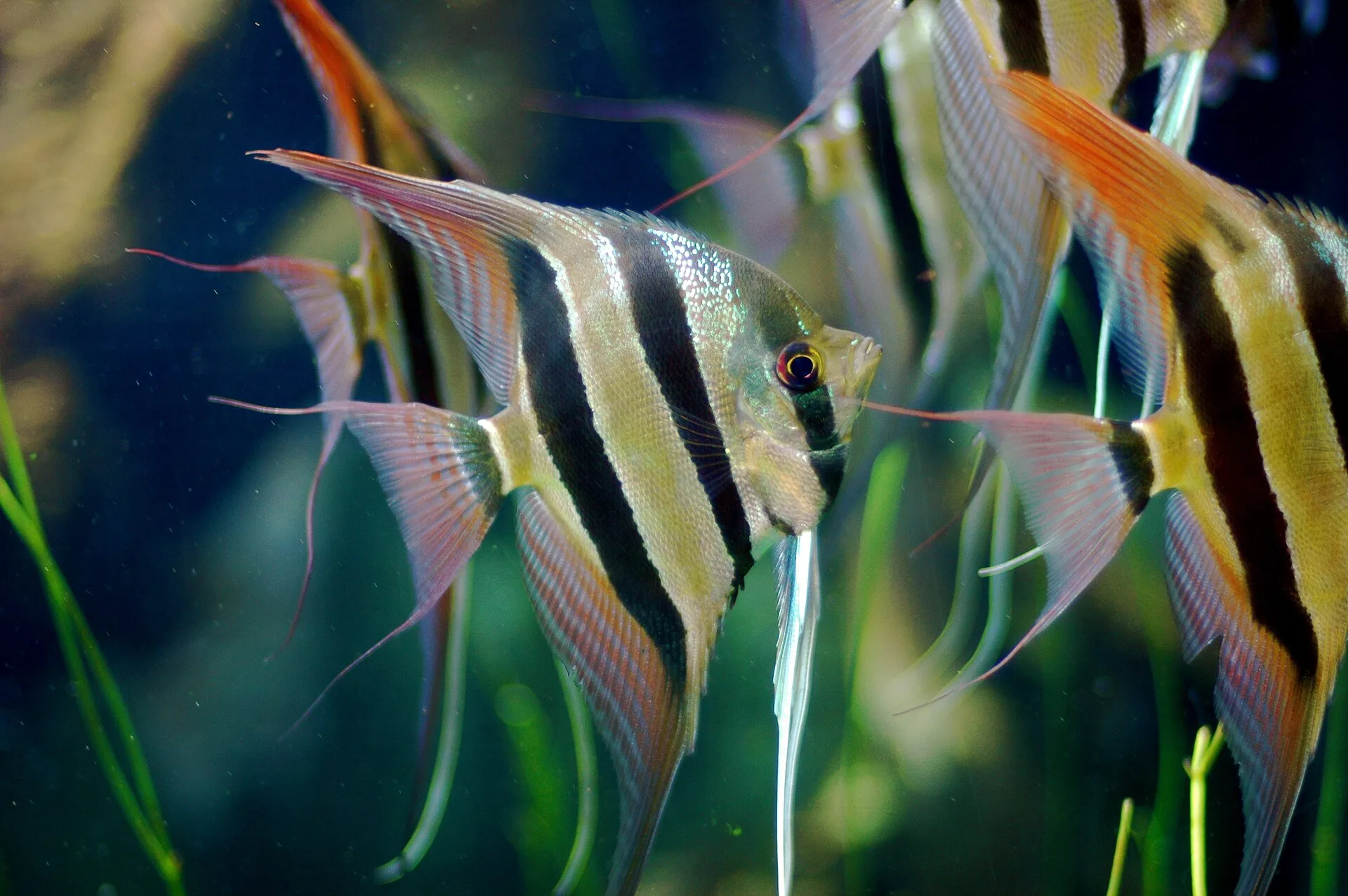 Altum Angelfish aquarium photo