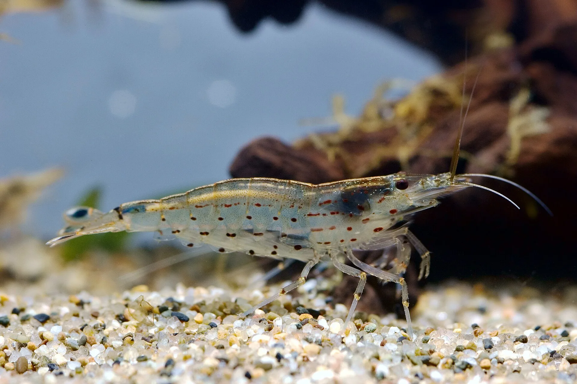 Amano Shrimp in aquarium