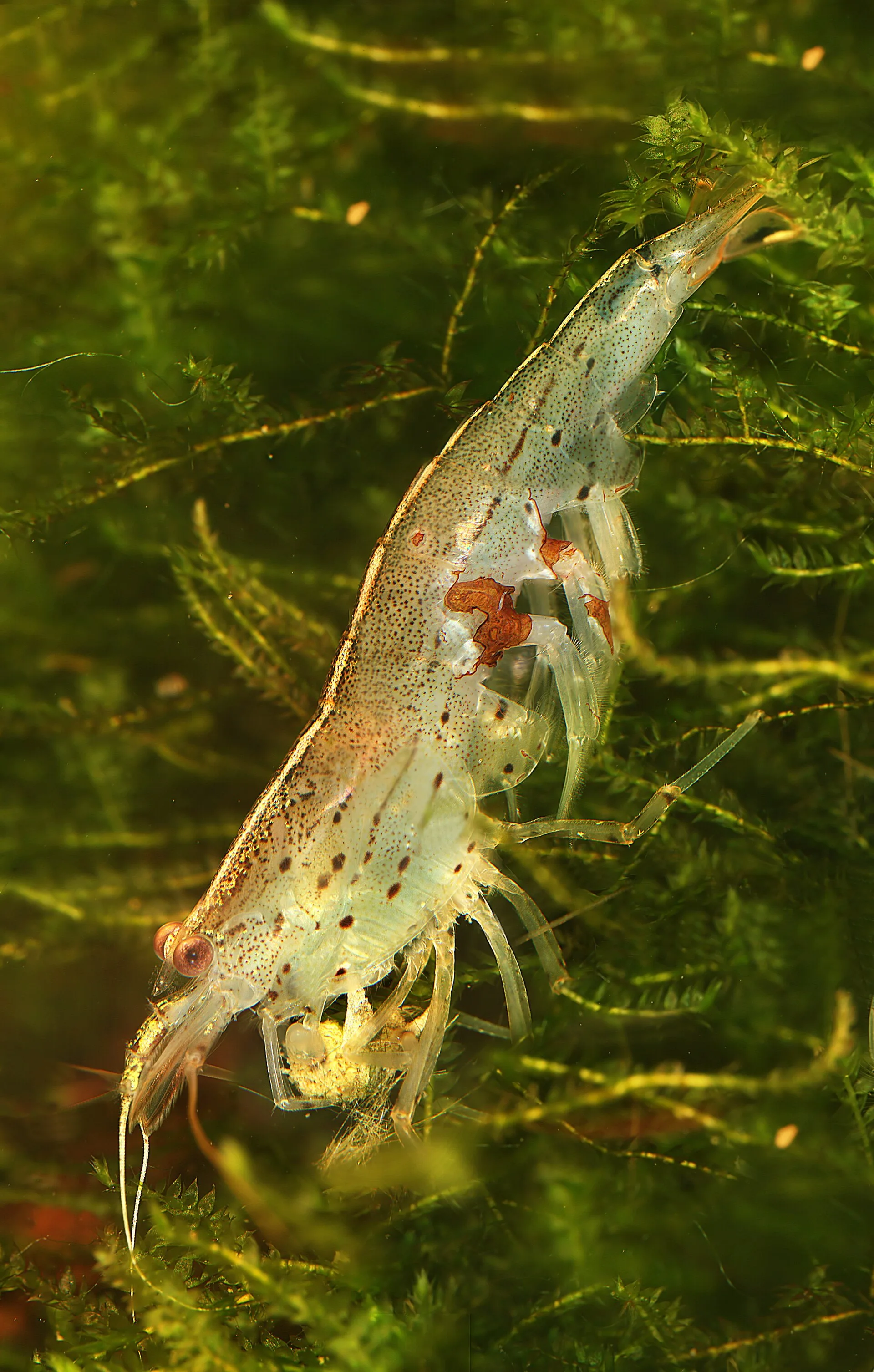 Close view of Amano Shrimp (Caridina multidentata)