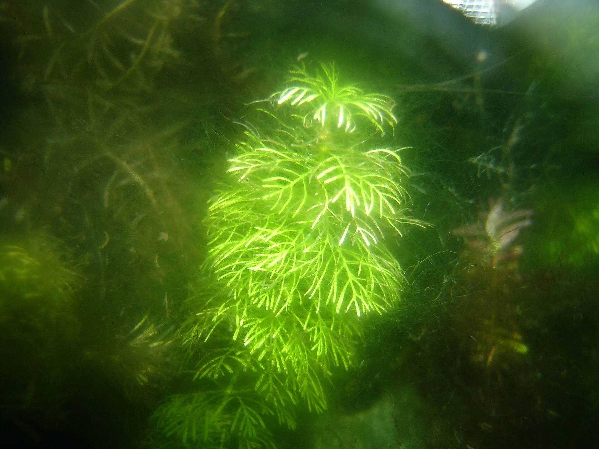 Ambulia aquarium photo