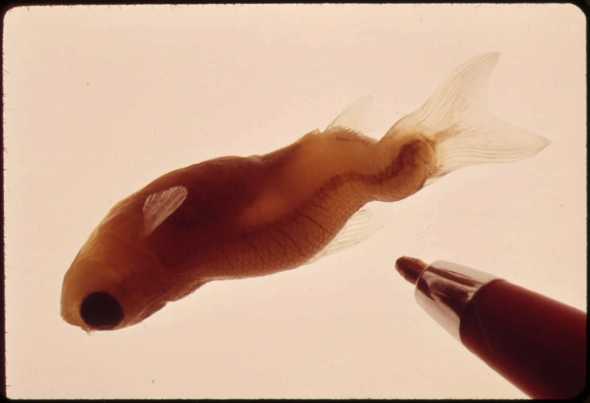 American Flagfish (Jordanella floridae)