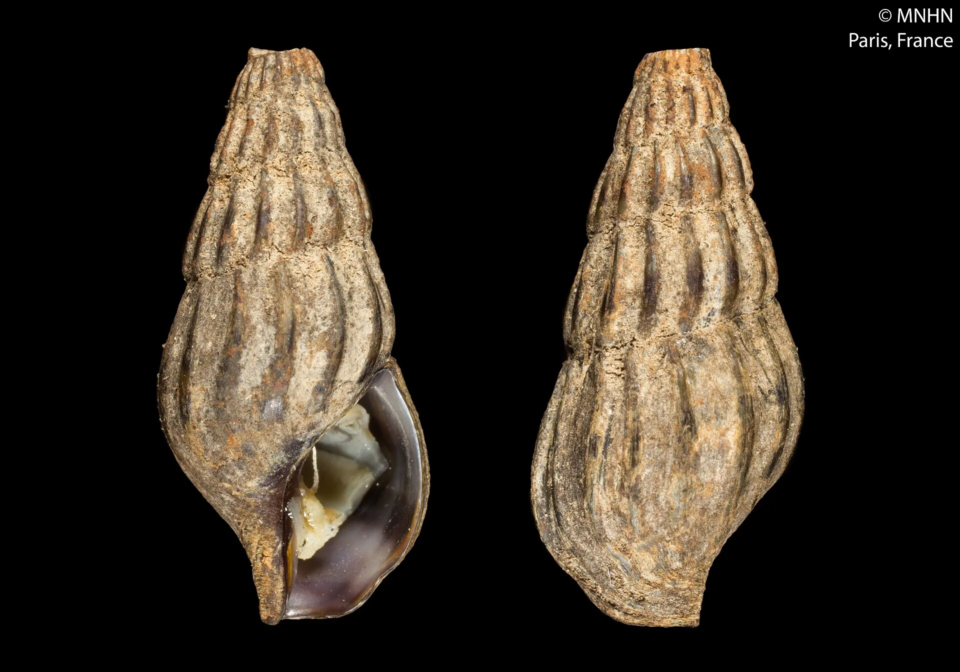 Close view of Assassin Snail (Anentome helena)