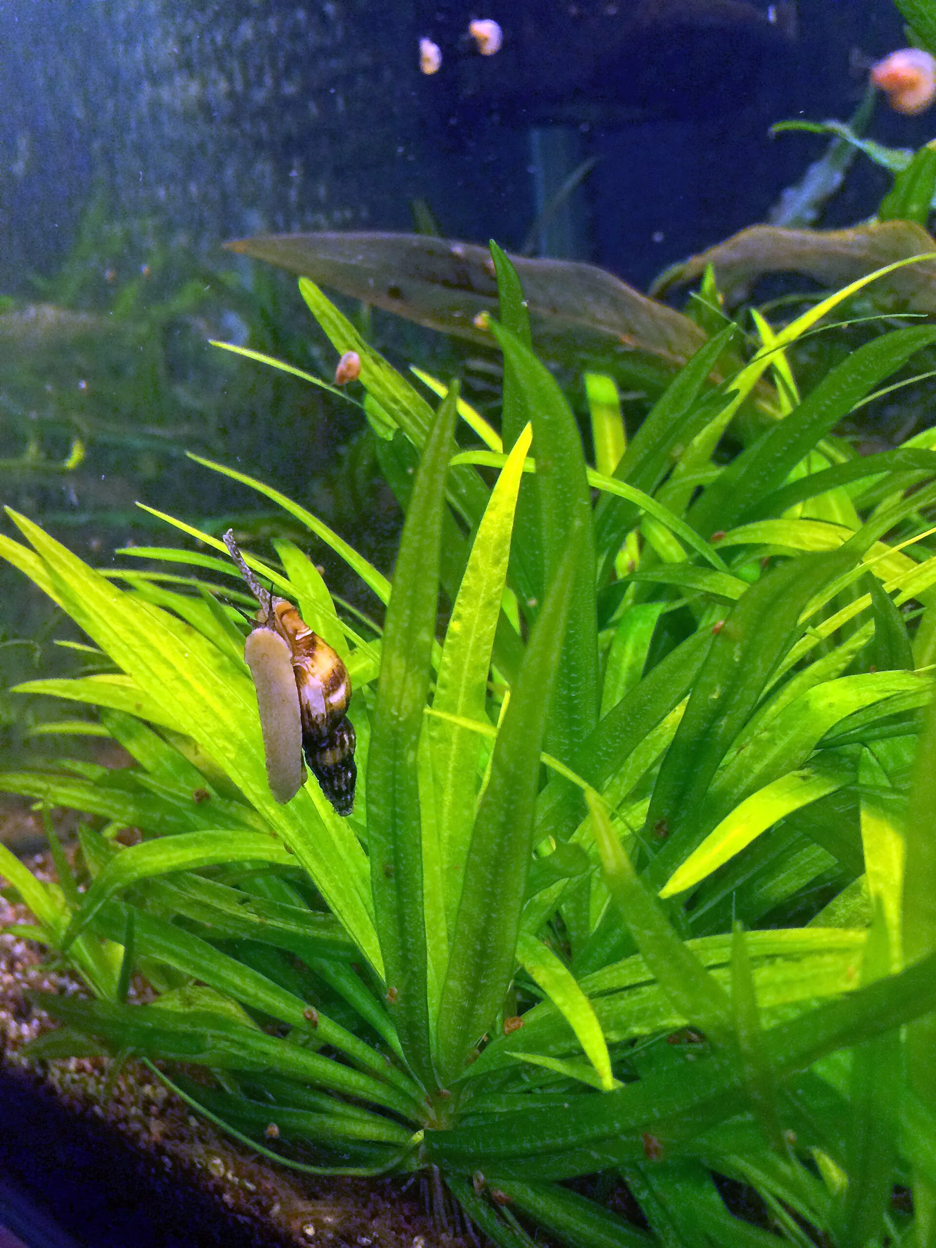 Assassin Snail natural colour and form
