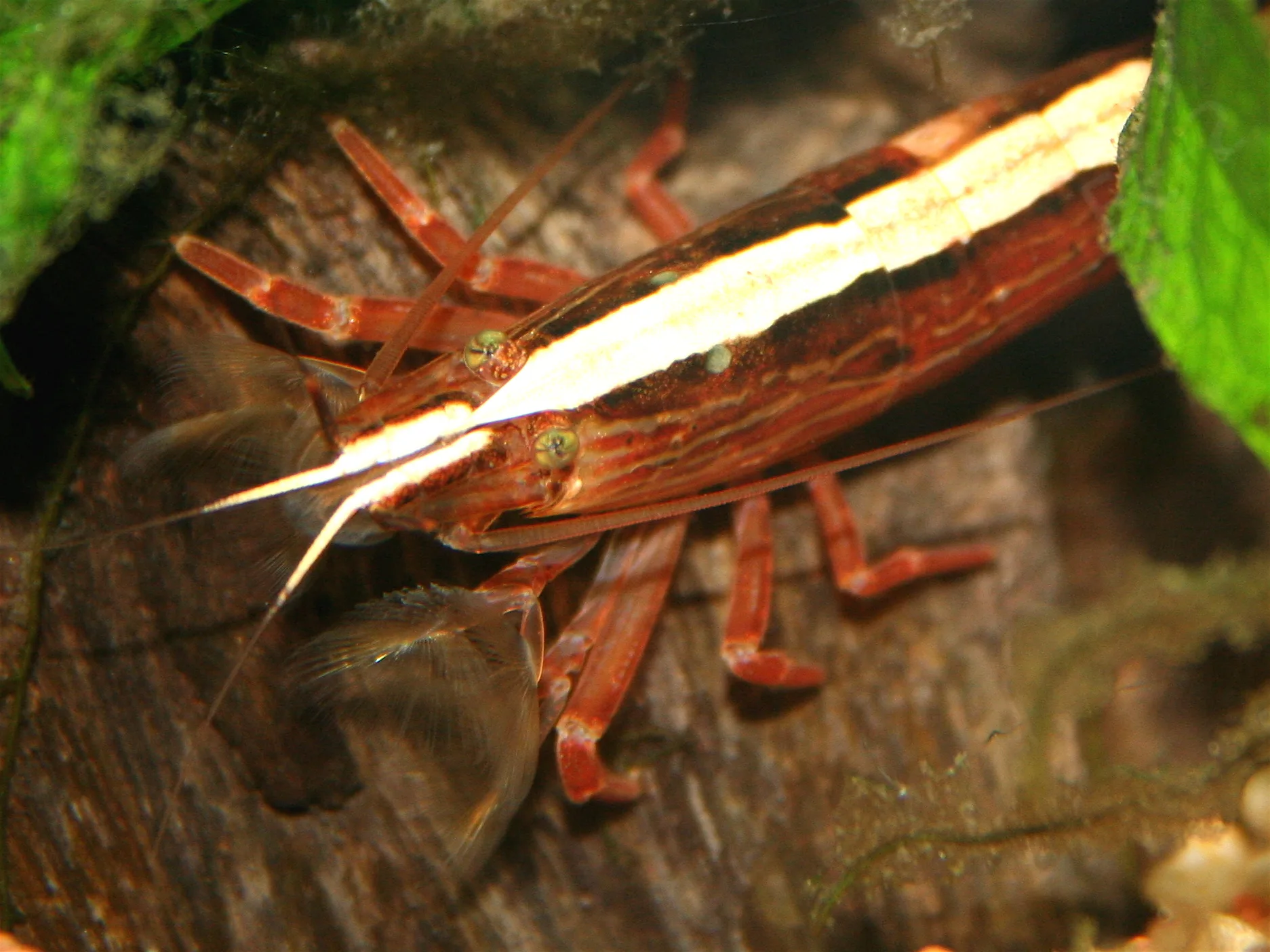 Bamboo Shrimp in aquarium