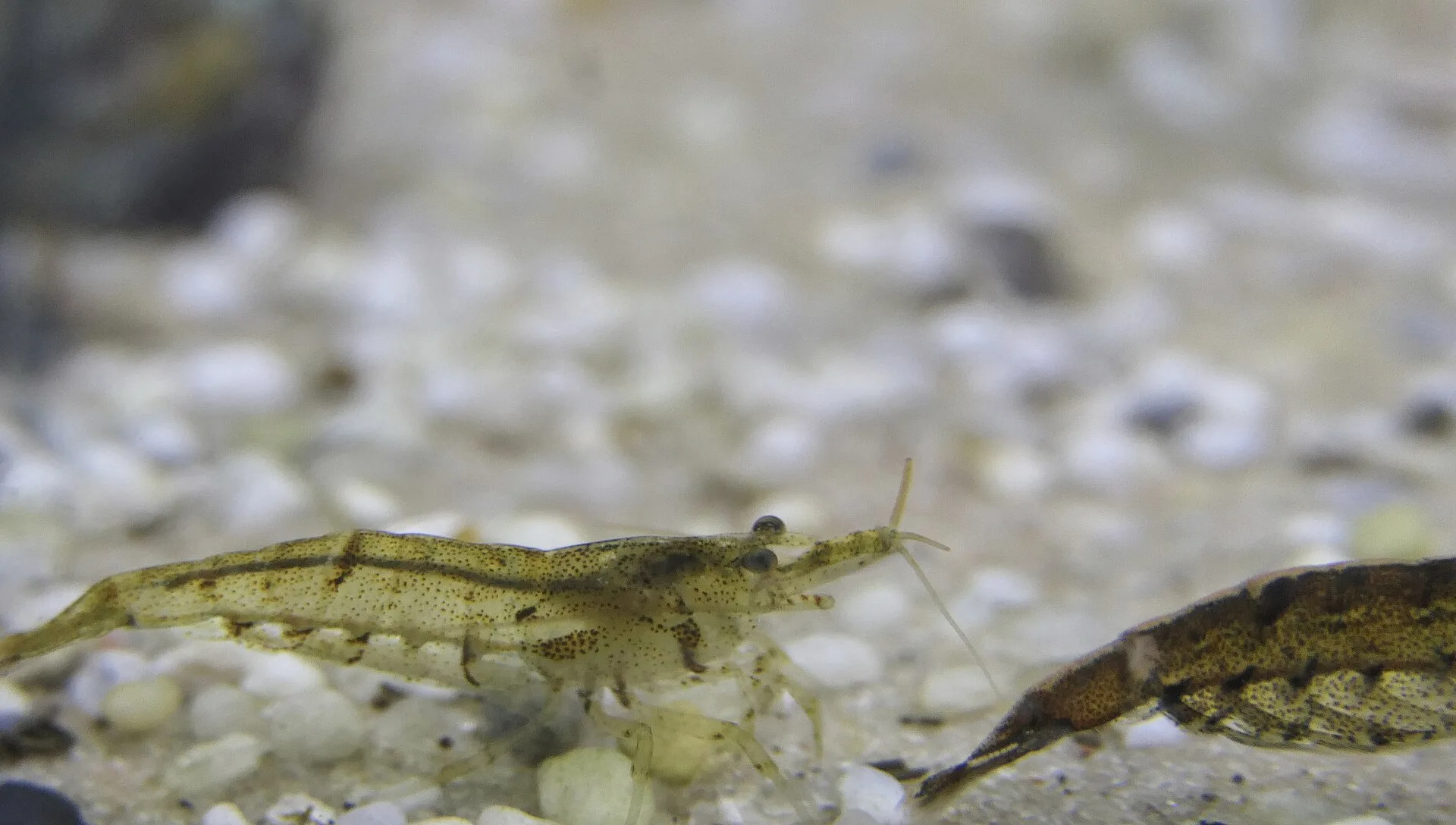Close view of Bamboo Shrimp (Atyopsis moluccensis)
