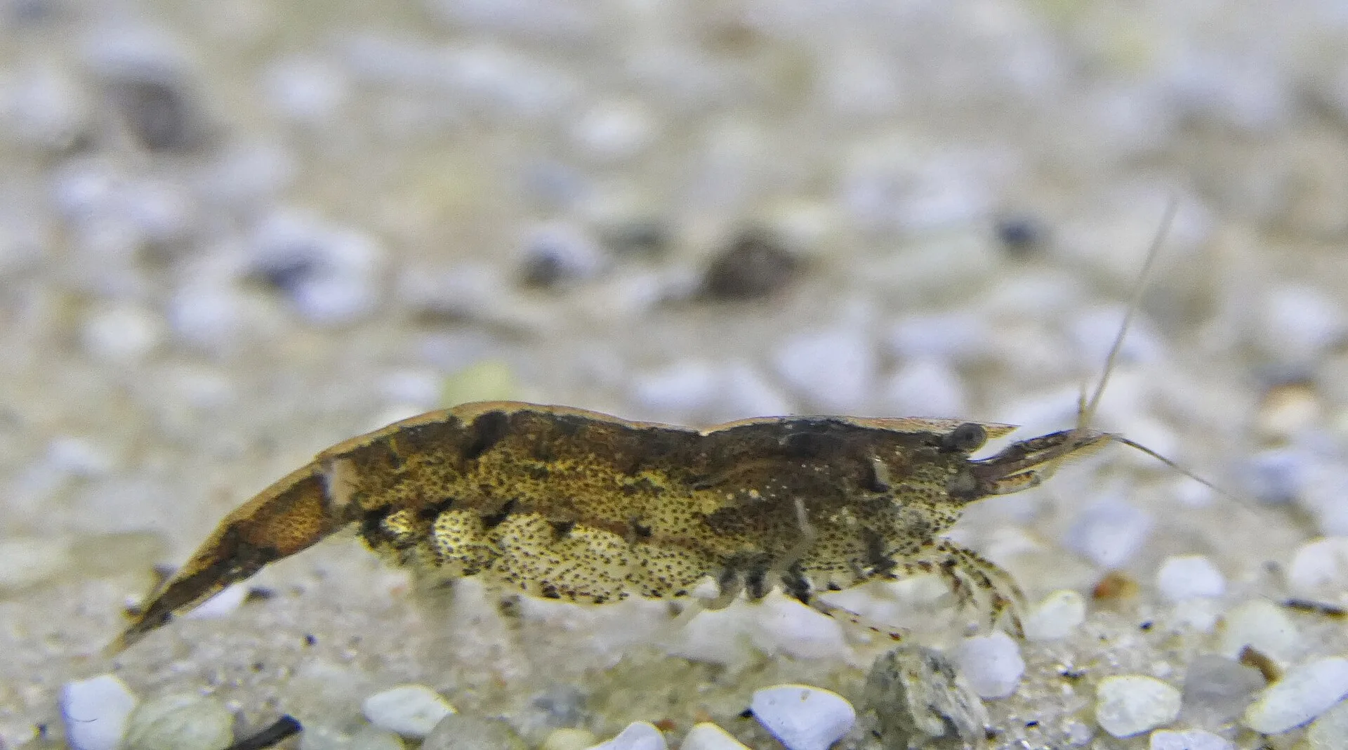 Bamboo Shrimp natural colour and form