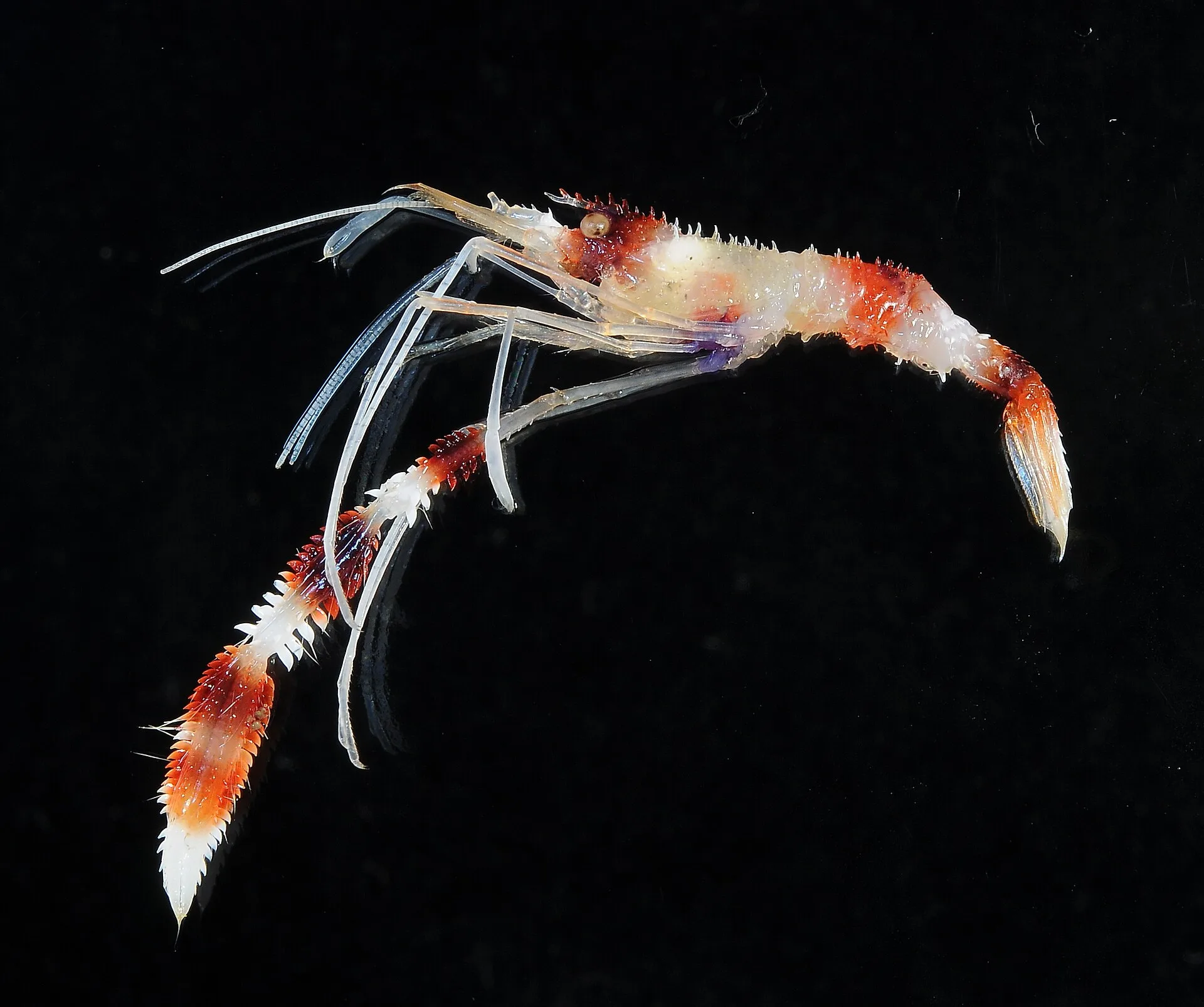 Banded Coral Shrimp aquarium photo