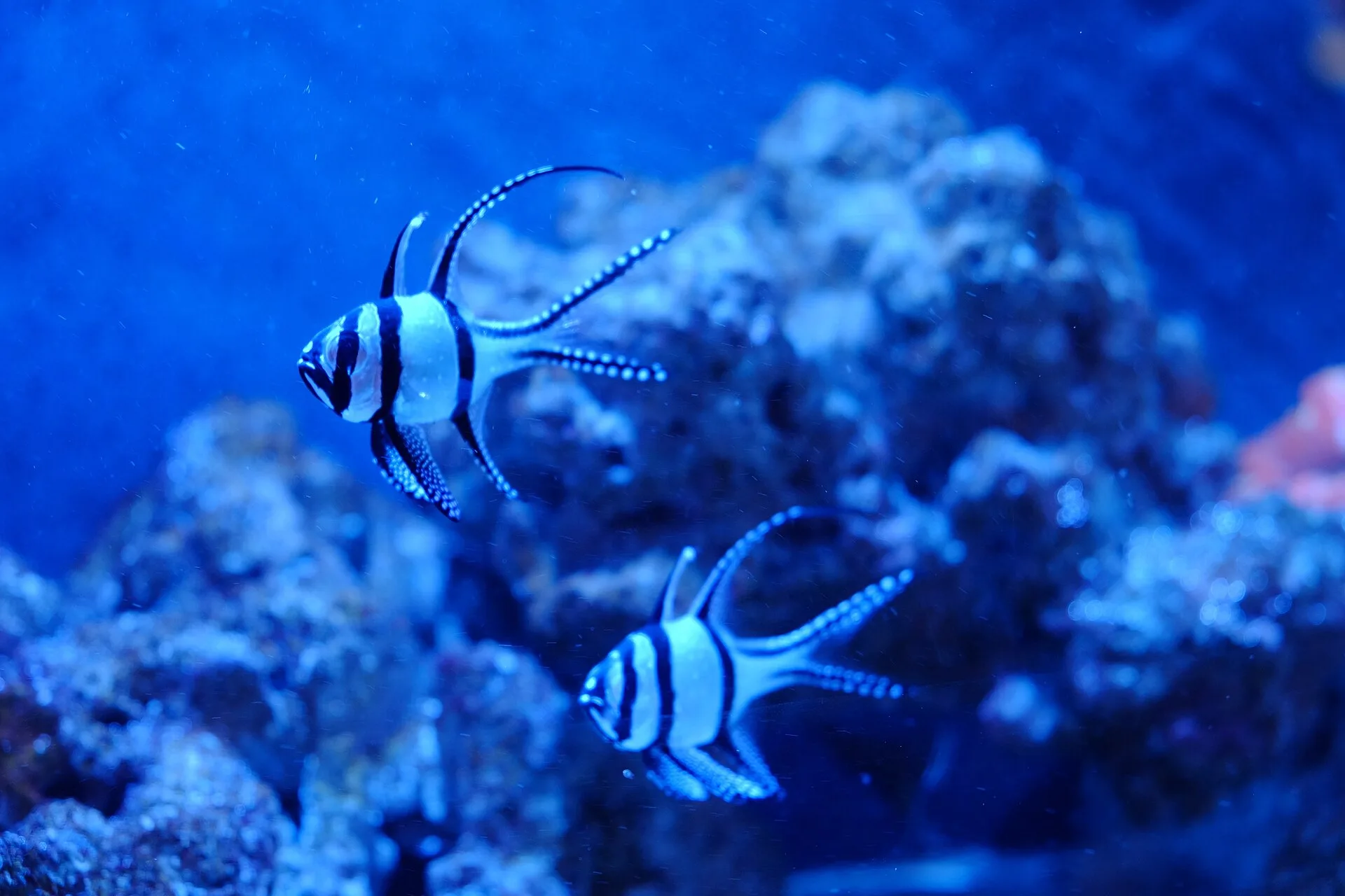 Banggai Cardinalfish aquarium photo