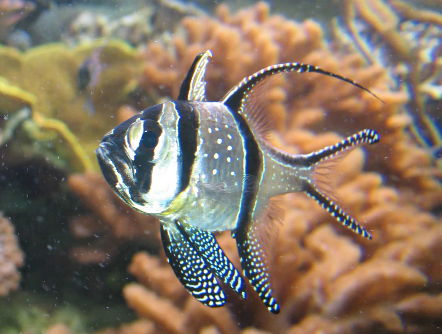Banggai Cardinalfish aquarium photo