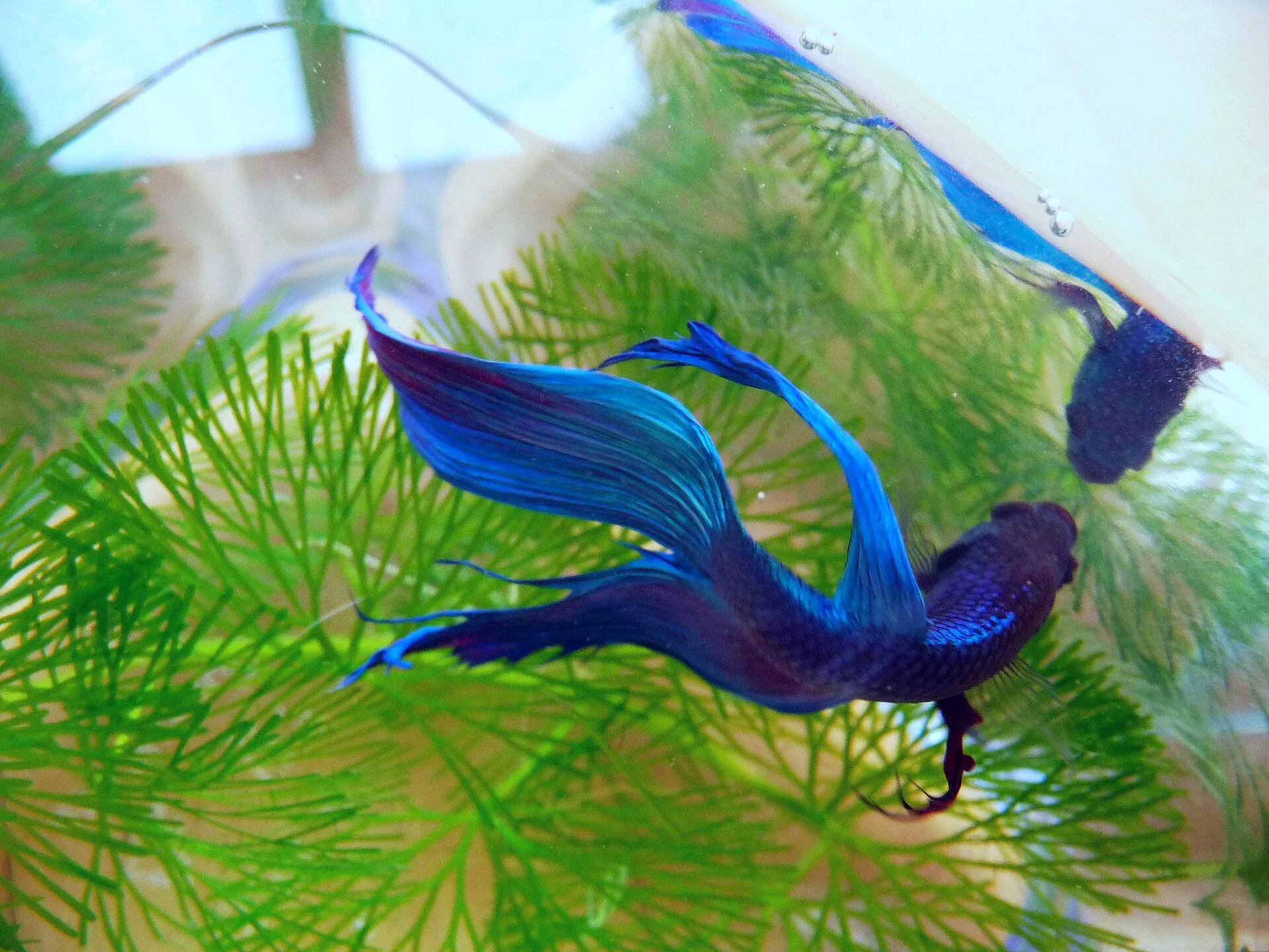 Veiltail betta showing colour in good conditions