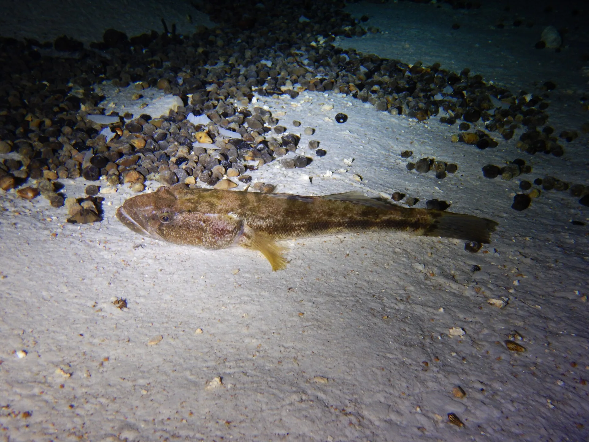 Bigmouth Sleeper Goby aquarium photo