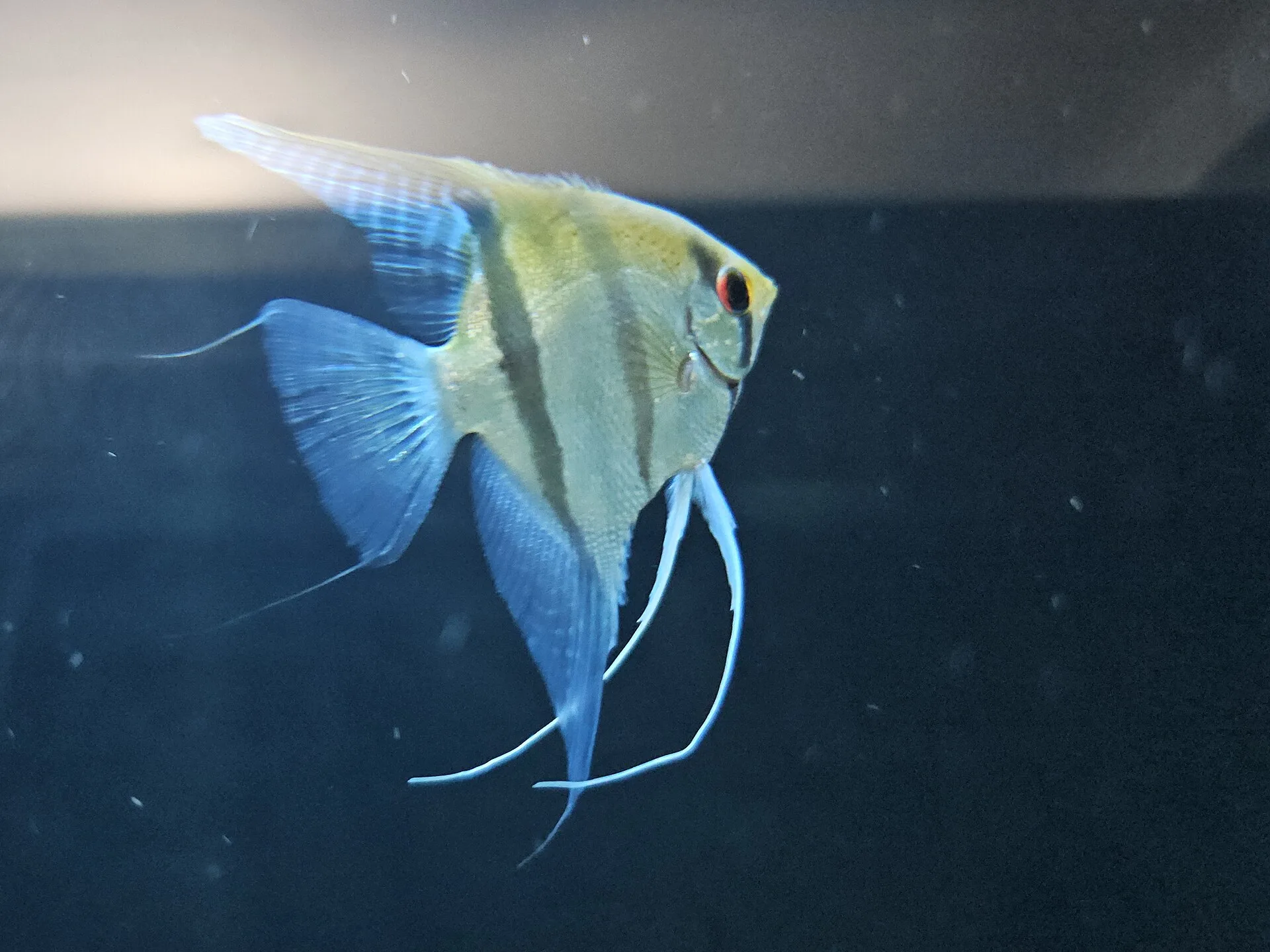 Black Angelfish aquarium photo