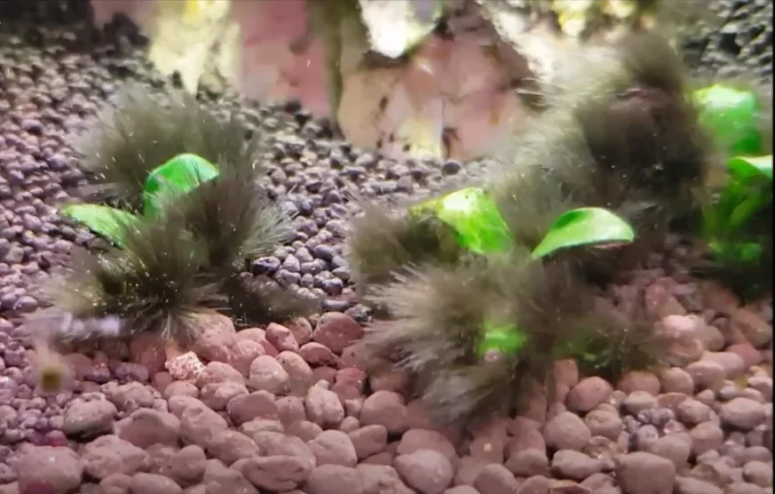 Black Beard Algae (BBA): How to Get Rid of It
